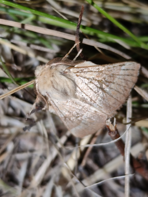 Malacosoma neustria - gyűrűsszövő