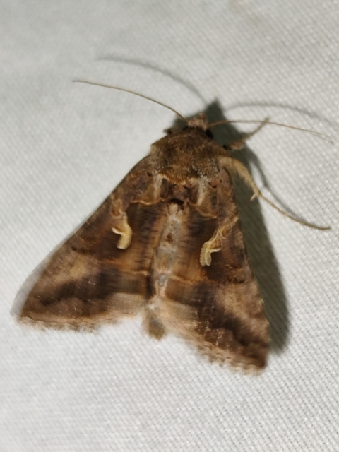 gammalepke - Autographa gamma
