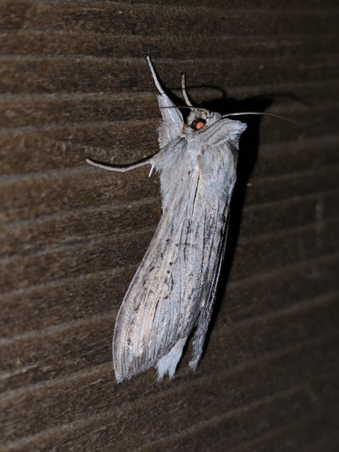 Cucullia umbratica - közönséges csuklyásbagoly