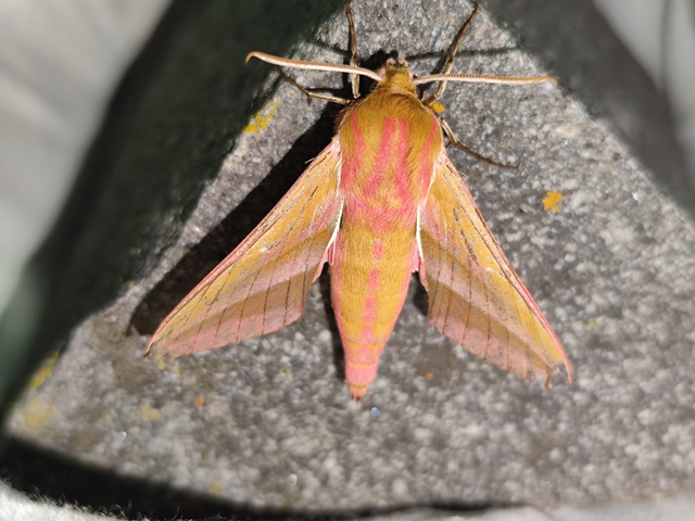 Deilephila elpenor - szőlőszender