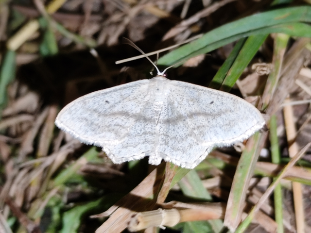 Scopula nigropunctata - feketepettyes araszoló
