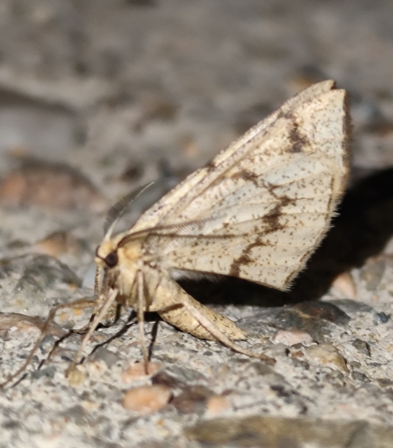 Hypoxystis pluviaria - hegyesszárnyú lápiaraszoló