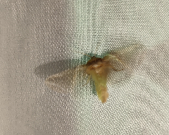 fehérsávos pihésszövő - Habrosyne pyritoides