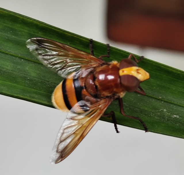 kétöves pihelégy - Volucella zonaria