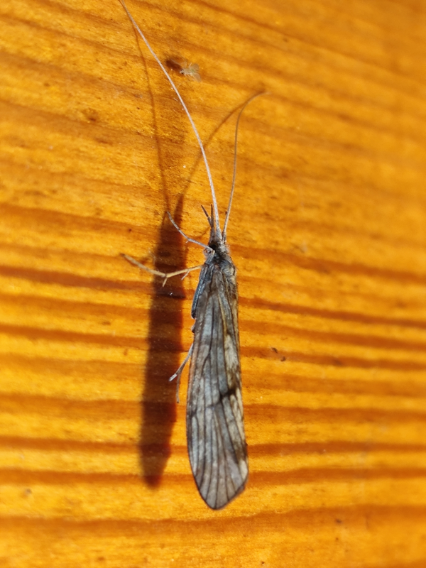 Odontocerum albicorne