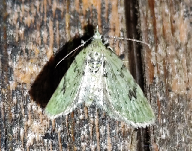 zöldes törpearaszoló - Chloroclystis v-ata