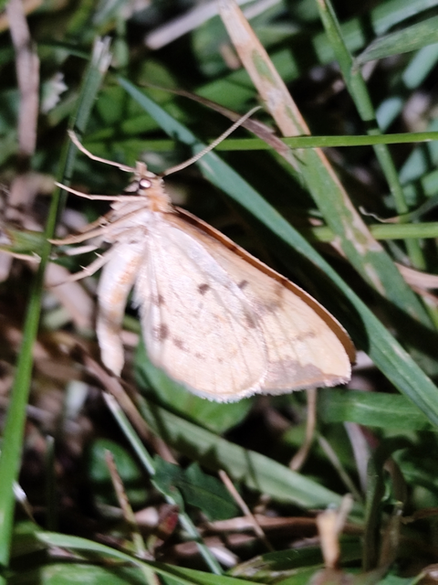 Eulithis pyraliata - sárga galajaraszoló