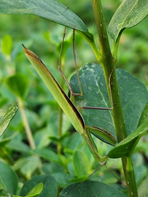 imádkozósáska - Mantis religiosa