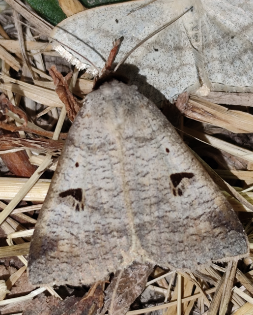 Lygephila pastinum - közönséges csüdfűbagoly