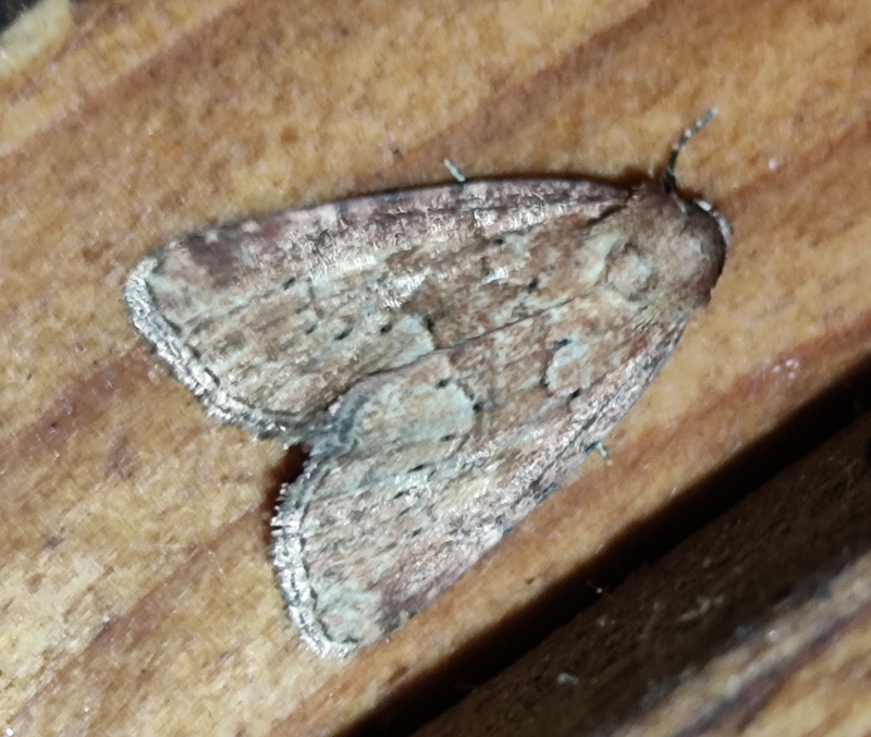 Photedes minima - sédbúza-sásbagoly