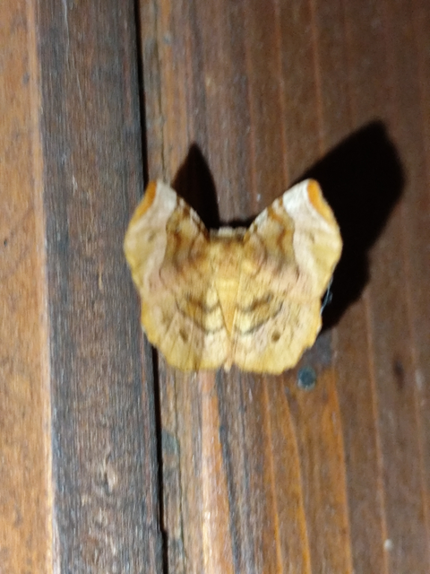 Selenia tetralunaria - négyfoltos holdasaraszoló