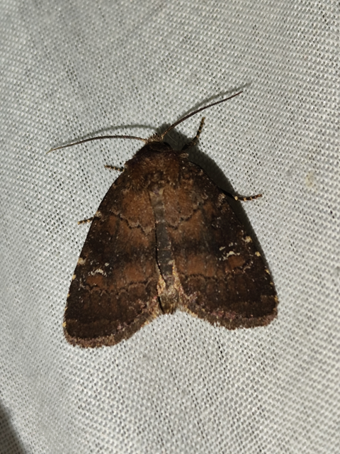 rozsdaszínű erdeibagoly - Rusina ferruginea