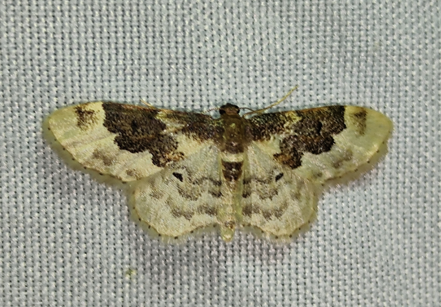 tarka apróaraszoló - Idaea rusticata