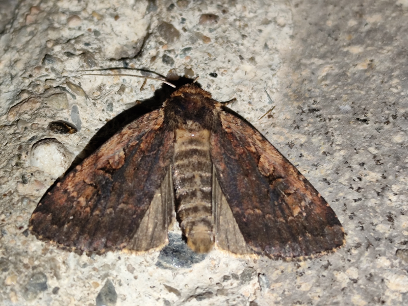 Eugraphe sigma - rőtesszegélyű fűbagoly