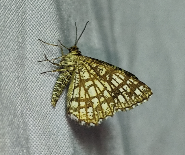 Chiasmia clathrata - rácsos rétiaraszoló