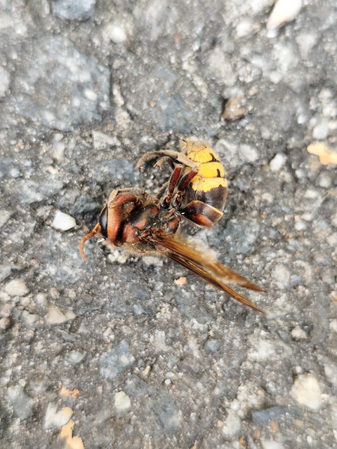 Vespa crabro - lódarázs