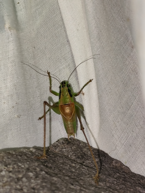 Pholidoptera frivaldszkyi