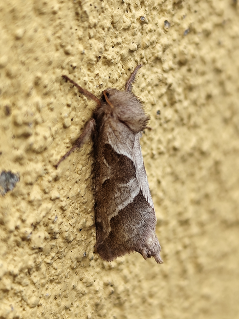 kis gyökérrágólepke - Triodia sylvina