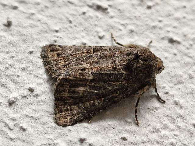 fakó erdeibagoly - Thalpophila matura