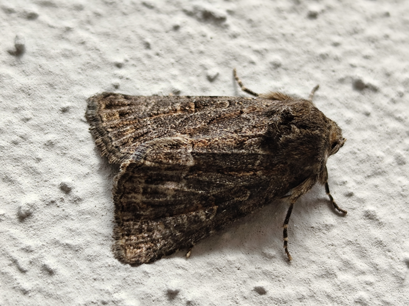 Thalpophila matura - fakó erdeibagoly