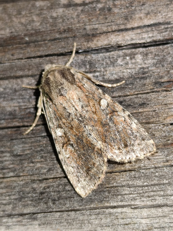 Apterogenum ypsillon - ipszilon-erdeibagoly