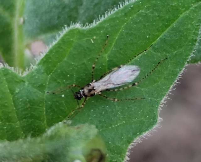 Gampsocoris