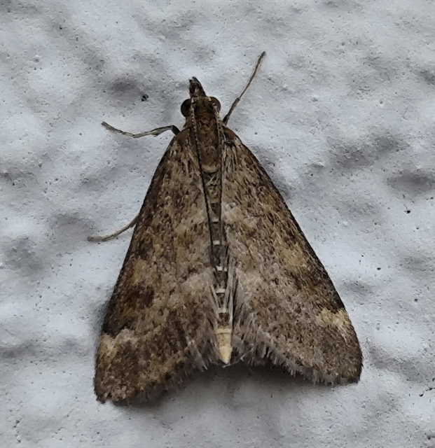 Pyrausta despicata - réti bíbormoly