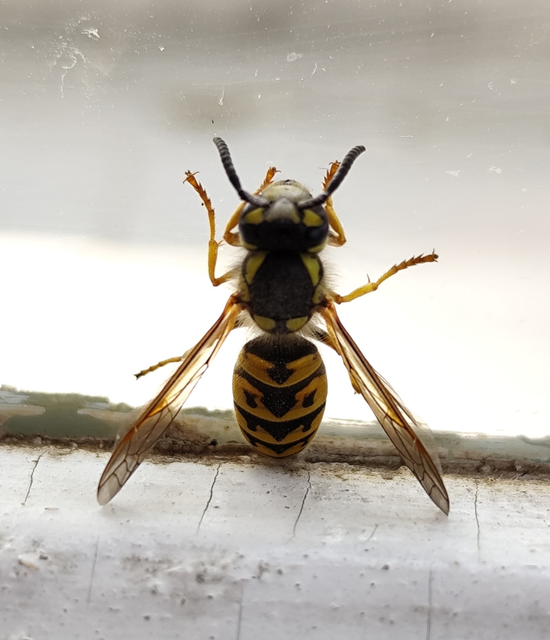 Vespula