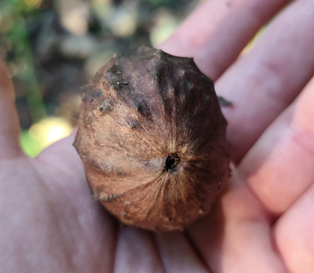 magyar gubacsdarázs - Andricus hungaricus