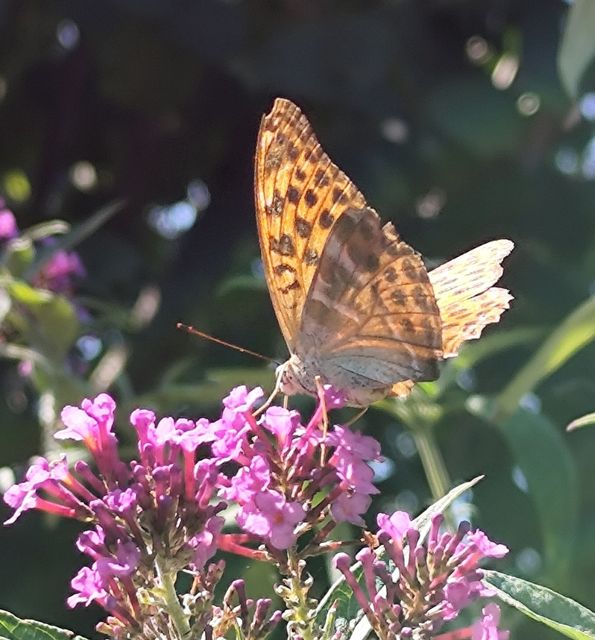 nagy gyöngyházlepke - Argynnis paphia