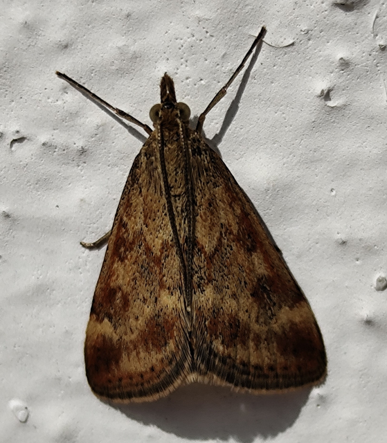 réti bíbormoly - Pyrausta despicata