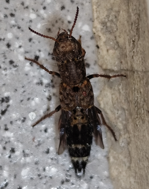 Ontholestes haroldi - sárgatérdű holyva