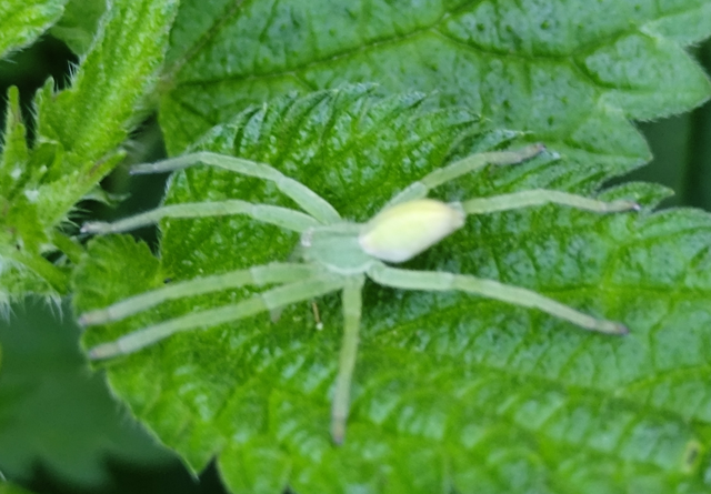 hunyópók - Micrommata virescens