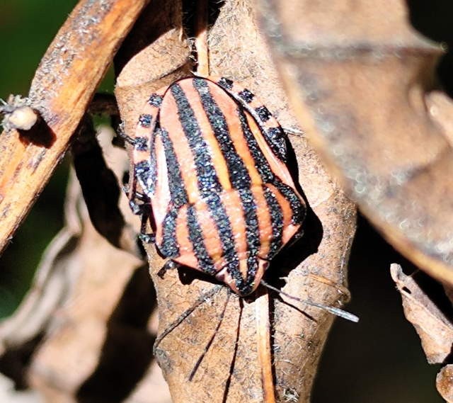 csíkos pajzsospoloska - Graphosoma italicum