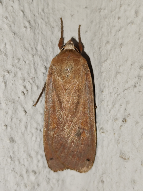 nagy sárgafűbagoly - Noctua pronuba