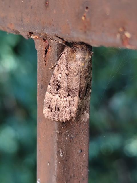 Amphipyra berbera/pyramidea