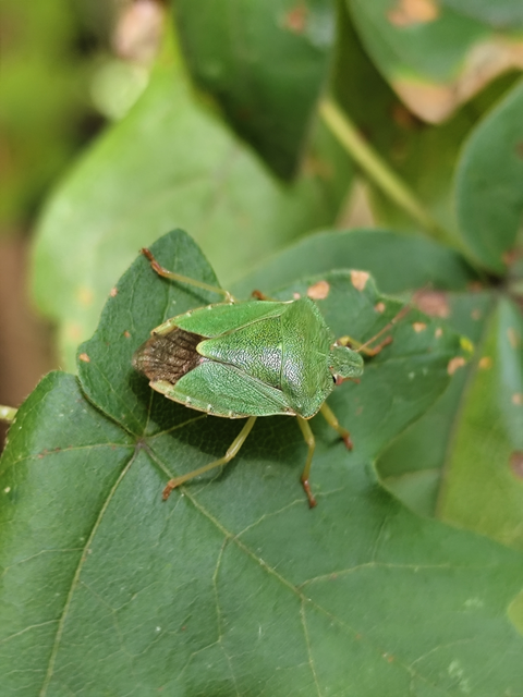 zöld bogyómászó-poloska - Palomena prasina