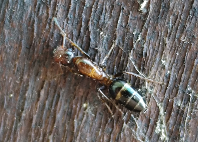 Colobopsis truncata - kapushangya