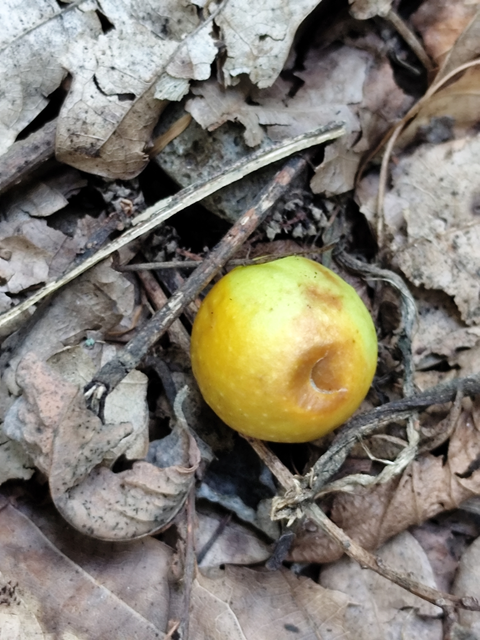 Cynips quercusfolii - golyógubacsdarázs