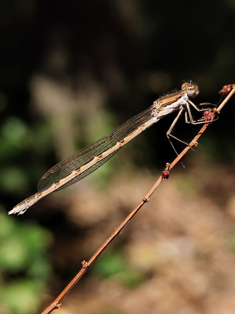 Sympecma fusca - téli rablószitakötő