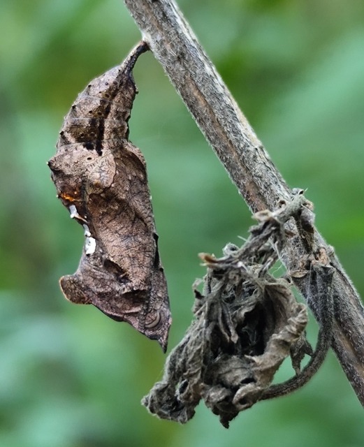 C-betűs lepke - Nymphalis c-album