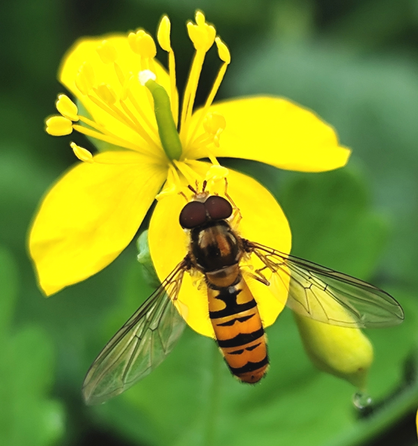 ékfoltos zengőlégy - Episyrphus balteatus