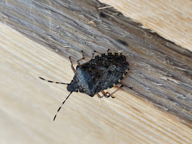 Rhaphigaster nebulosa - bencepoloska