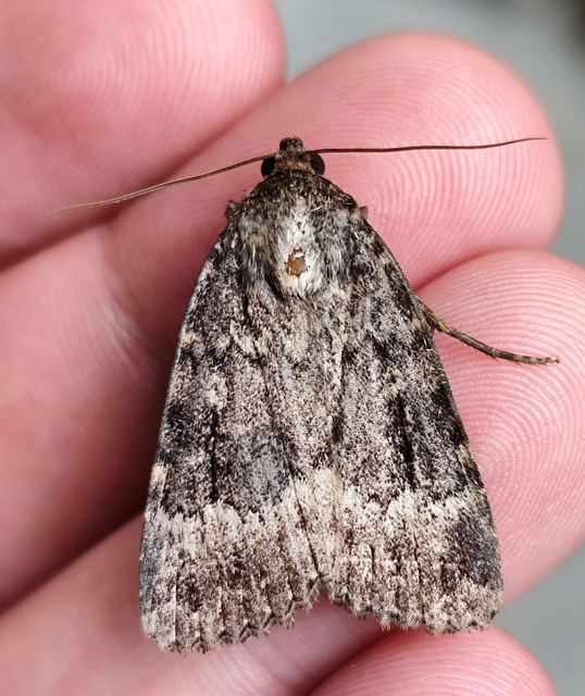 Amphipyra berbera/pyramidea