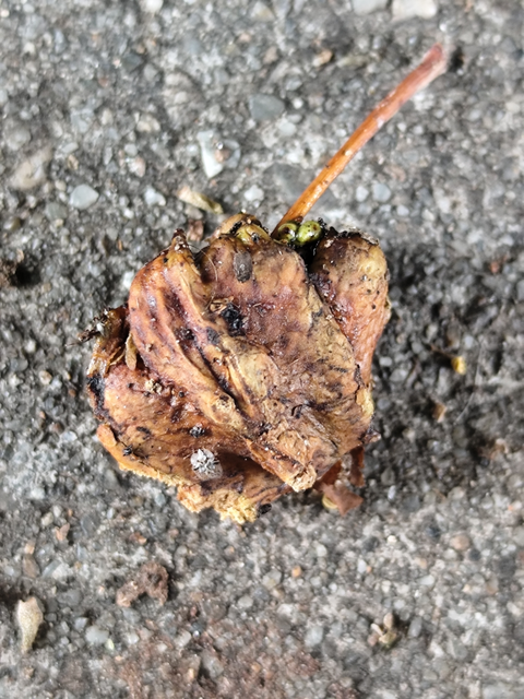 suskagubacsdarázs - Andricus quercuscalicis