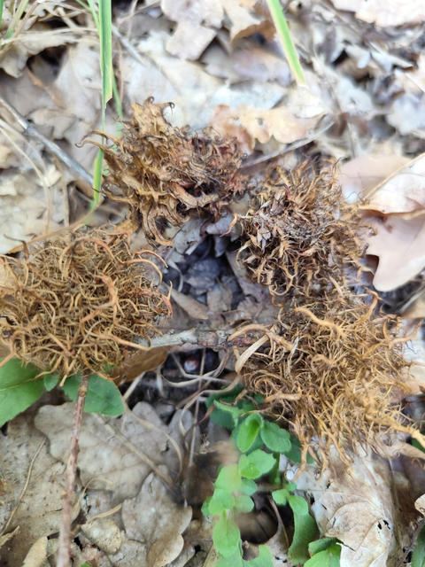 medúzafej-gubacsdarázs - Andricus caputmedusae