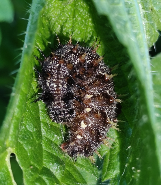 atalantalepke - Vanessa atalanta