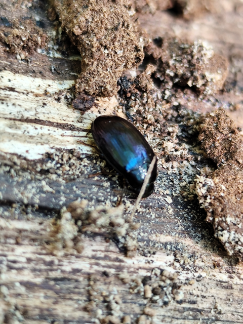 fémkék taplóbogár - Platydema violaceum