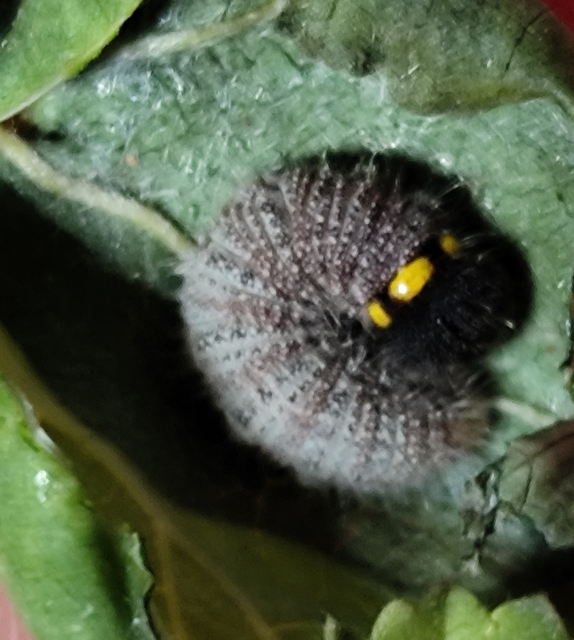 Carcharodus alceae - mályva-busalepke