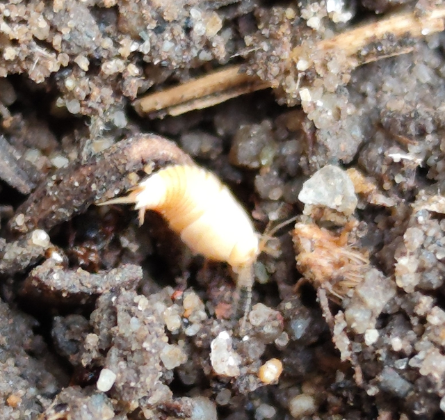 Atelura formicaria - aranyos ősrovar